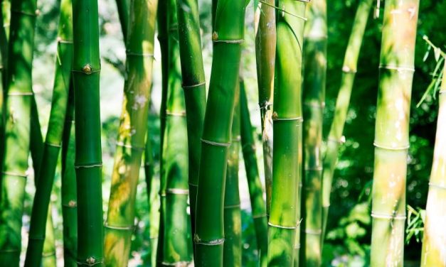 Tumbuhan Rumput Atau Bambu Termasuk Dalam Jenis Poaceae