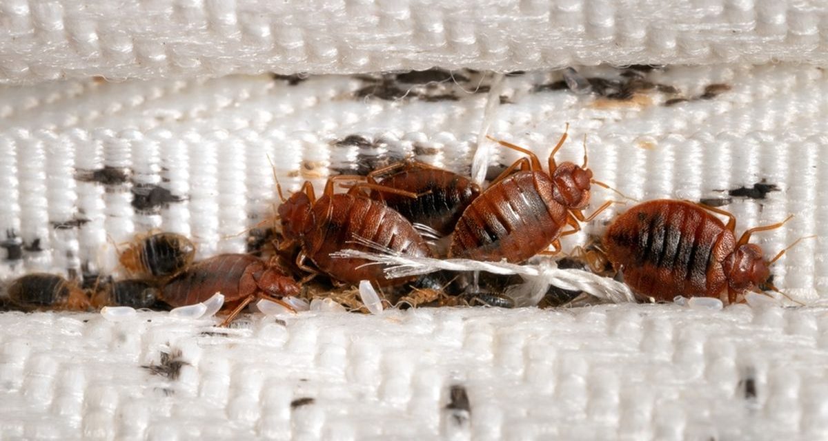 Keberadaan Tungau Ini Mengganggu Dan Berdampak Buruk