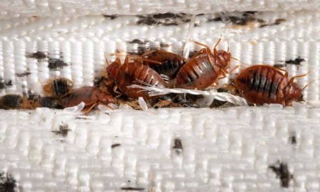 Keberadaan Tungau Ini Mengganggu Dan Berdampak Buruk