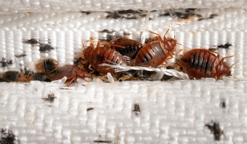 Keberadaan Tungau Ini Mengganggu Dan Berdampak Buruk