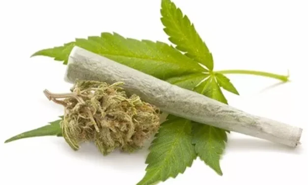 Tumbuhan Ganja Yang Berbahaya Jika Di Konsumsi