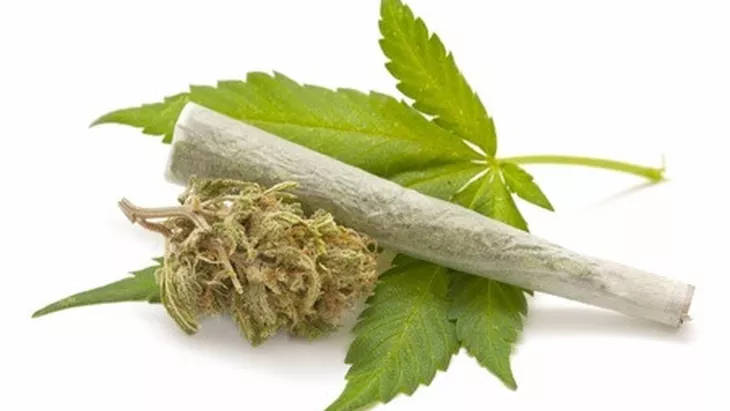 Tumbuhan Ganja Yang Berbahaya Jika Di Konsumsi
