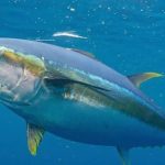 Daging Hewan Laut Seekor Ikan Tuna Dengan Kandungan Manfaat