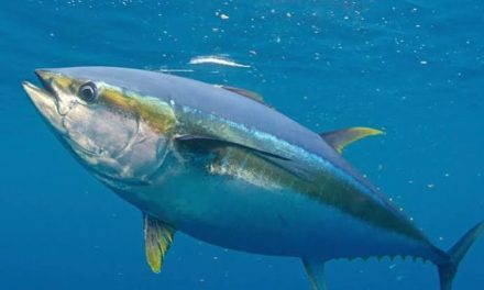 Daging Hewan Laut Seekor Ikan Tuna Dengan Kandungan Manfaat