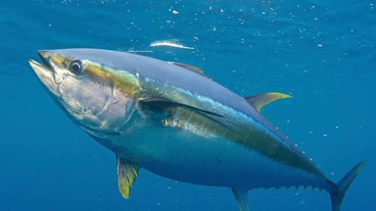 Daging Hewan Laut Seekor Ikan Tuna Dengan Kandungan Manfaat