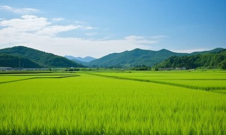 Lahan Persawahan Sebagai Mata Pencarian Hidup