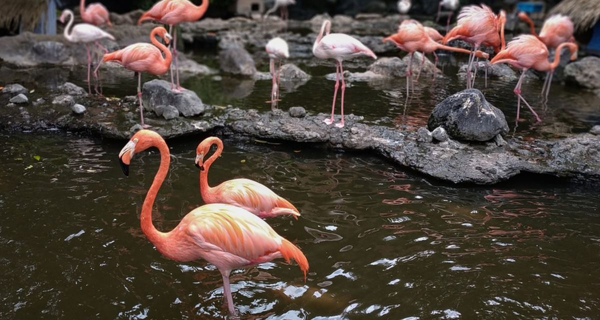 Sebuah Unggas Flamingo Denan Warna Unik