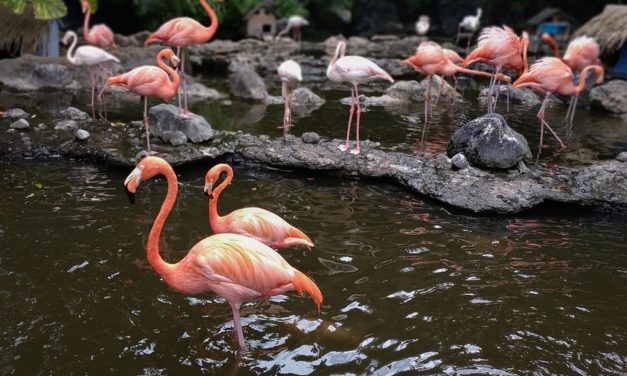 Sebuah Unggas Flamingo Denan Warna Unik