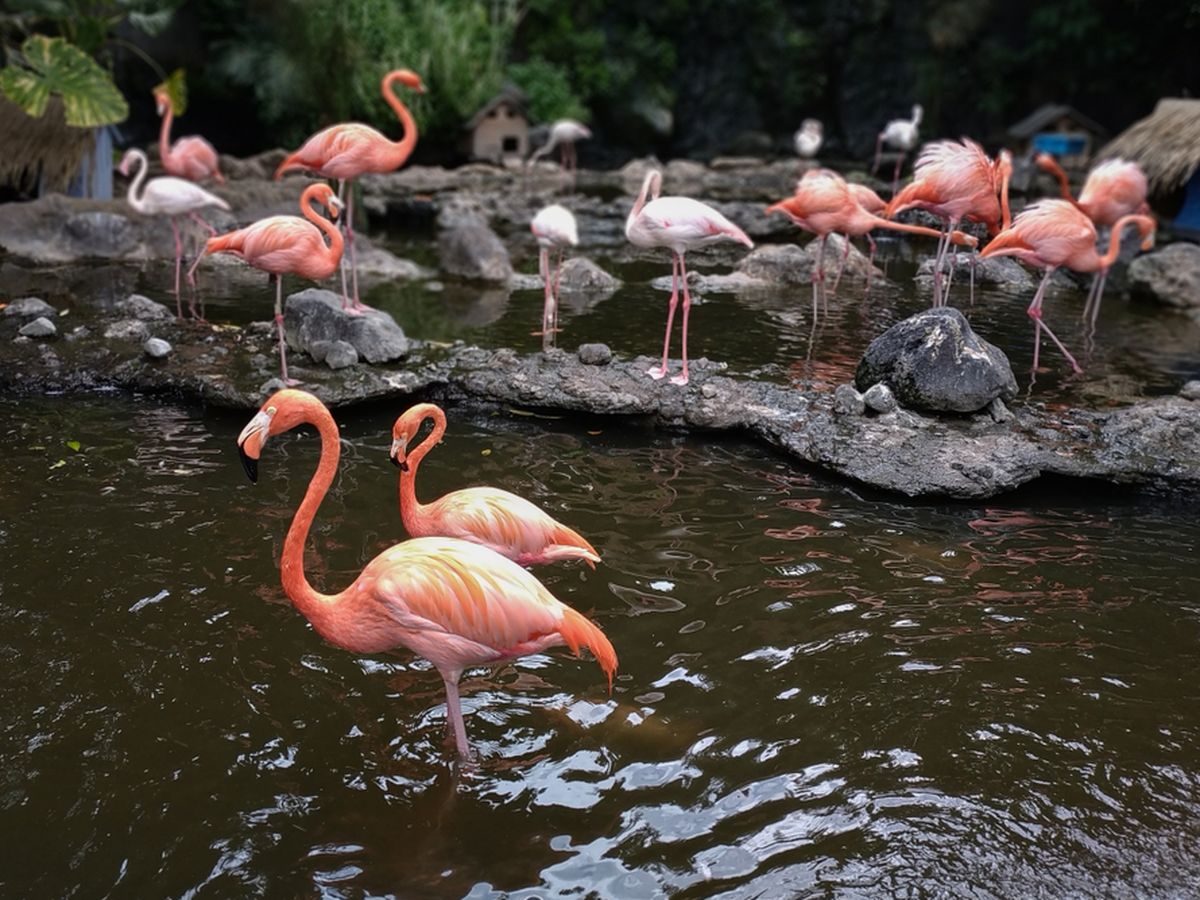 Sebuah Unggas Flamingo Denan Warna Unik